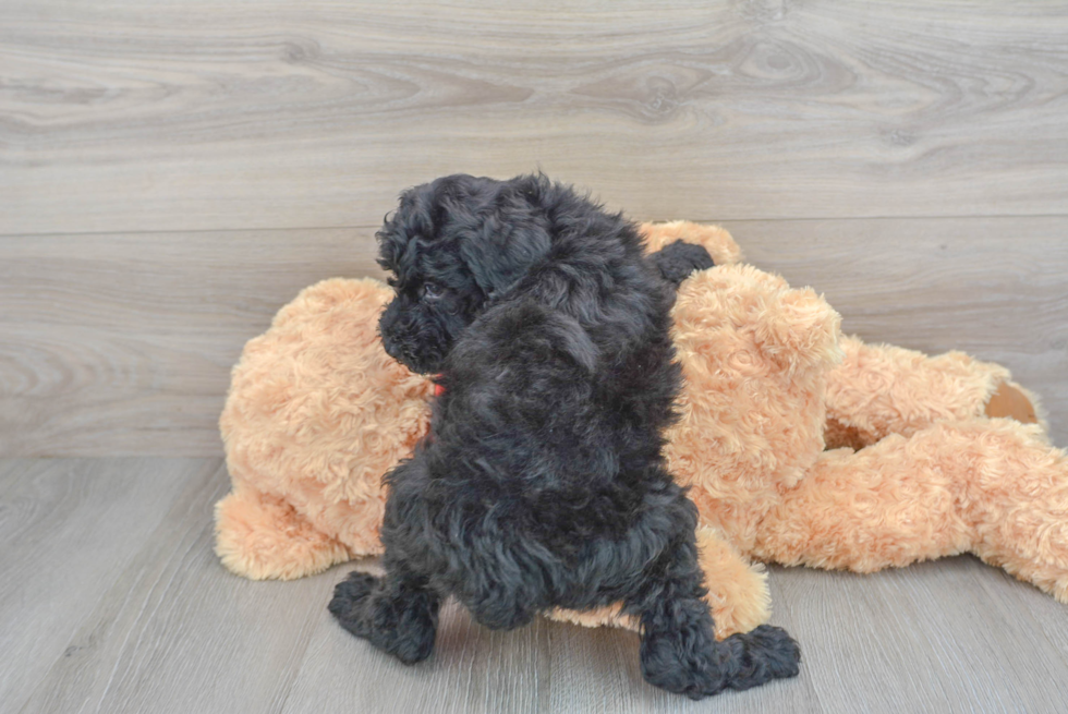 Best Mini Aussiedoodle Baby