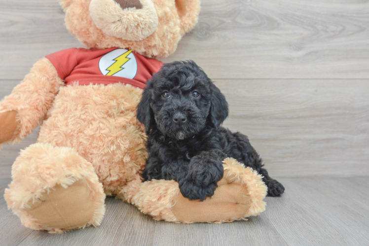 Best Mini Aussiedoodle Baby