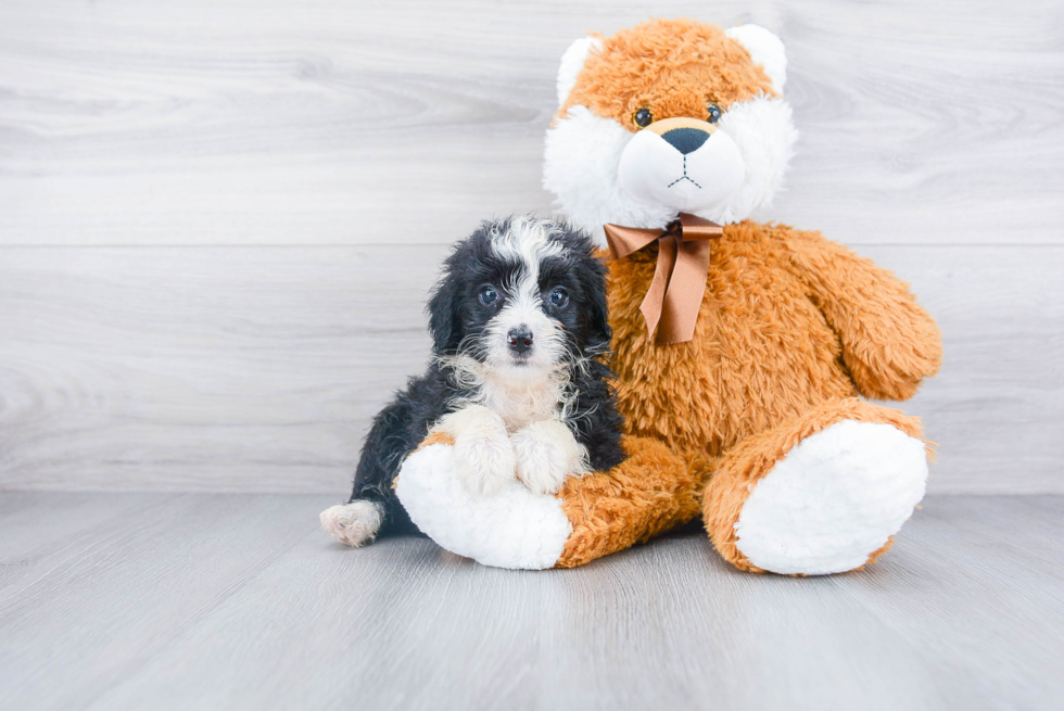 Friendly Mini Aussiedoodle Baby