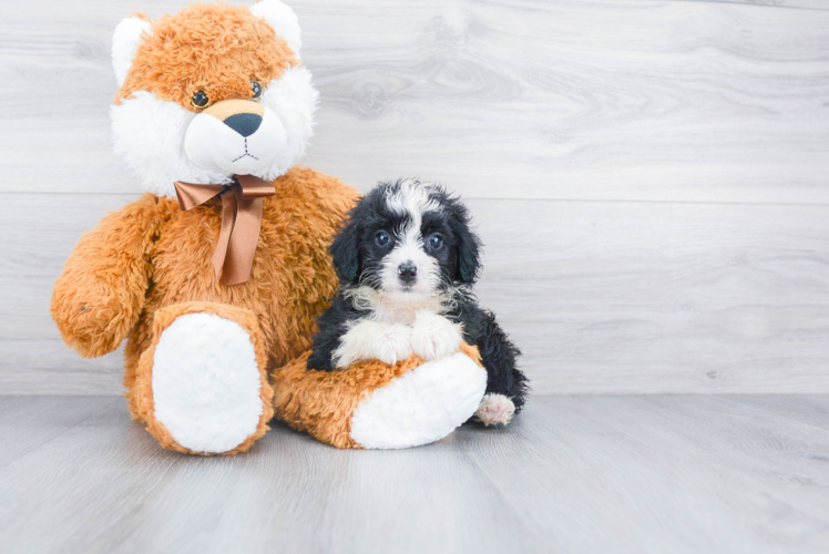 Little Aussiepoo Poodle Mix Puppy