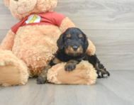 6 week old Mini Aussiedoodle Puppy For Sale - Premier Pups