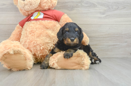 Mini Aussiedoodle Pup Being Cute