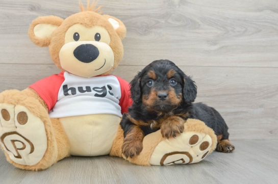 Mini Aussiedoodle Pup Being Cute