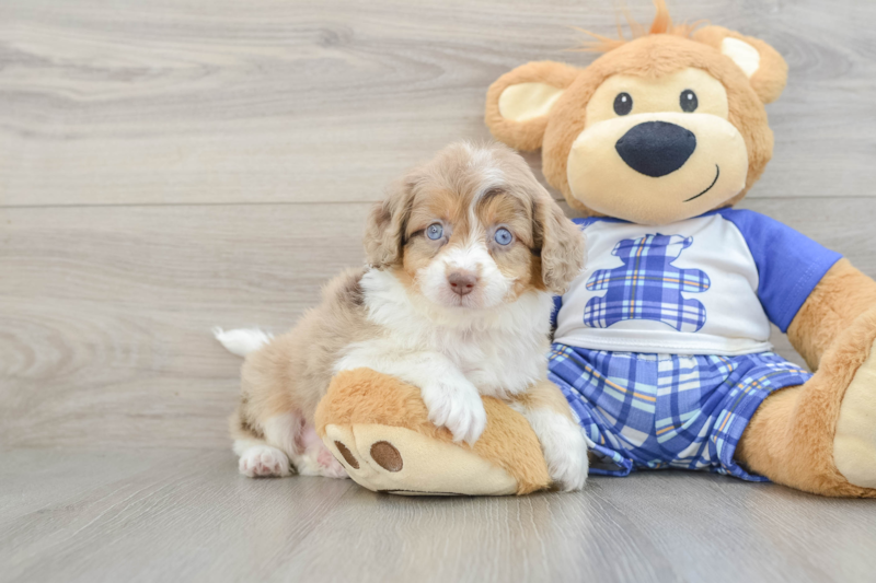 Meet Angela - our Mini Aussiedoodle Puppy Photo 1/3 - Premier Pups