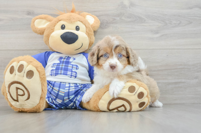 Meet Angela - our Mini Aussiedoodle Puppy Photo 3/3 - Premier Pups