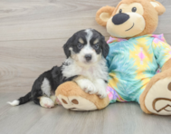 8 week old Mini Aussiedoodle Puppy For Sale - Premier Pups