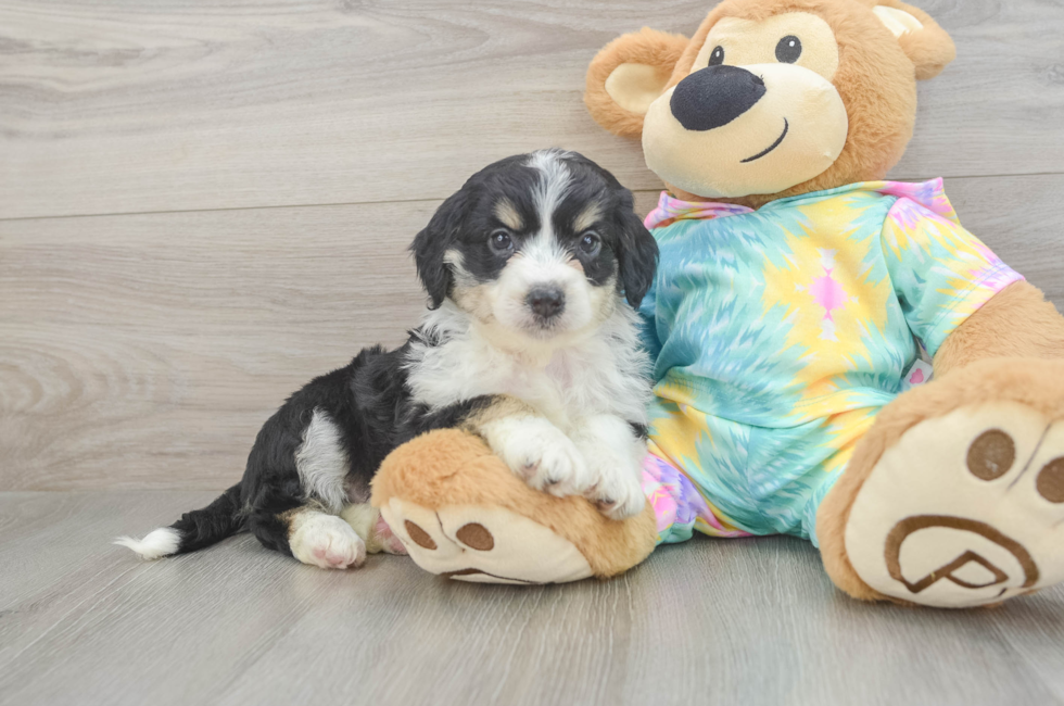 5 week old Mini Aussiedoodle Puppy For Sale - Premier Pups