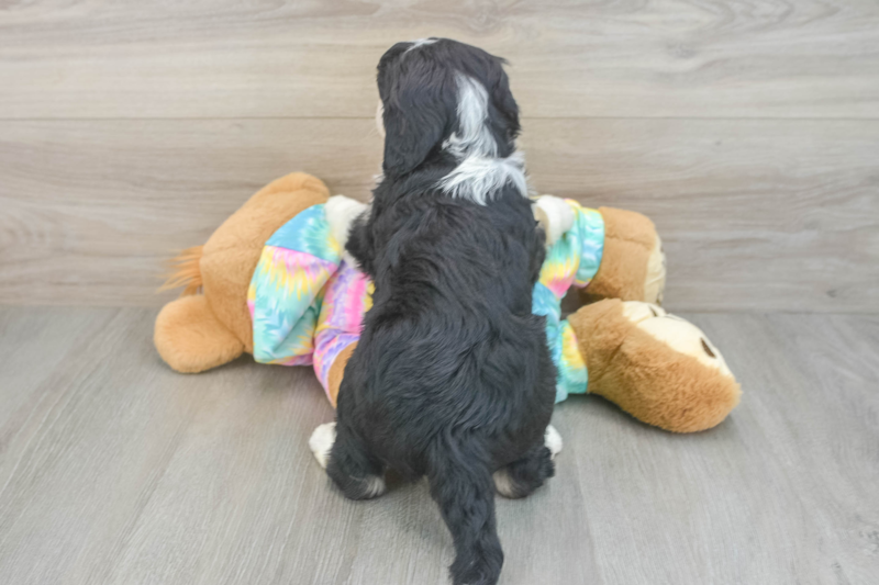Meet Angela - our Mini Aussiedoodle Puppy Photo 2/3 - Premier Pups