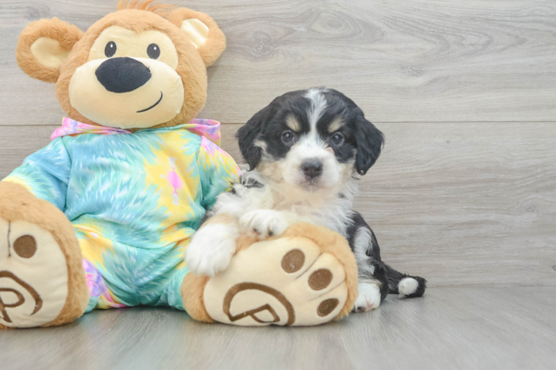 Meet Angela - our Mini Aussiedoodle Puppy Photo 3/3 - Premier Pups