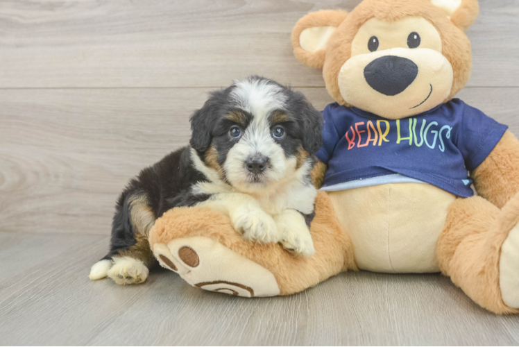 Best Mini Aussiedoodle Baby