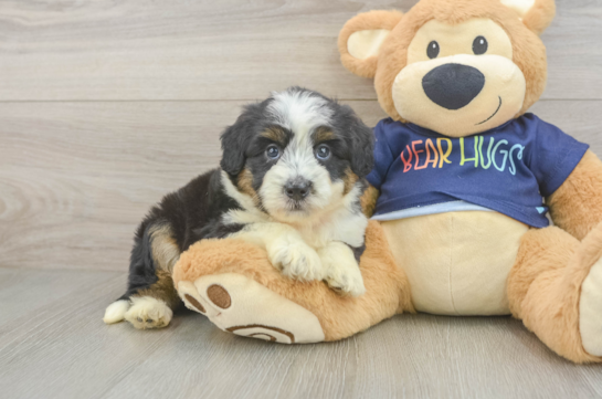 Best Mini Aussiedoodle Baby