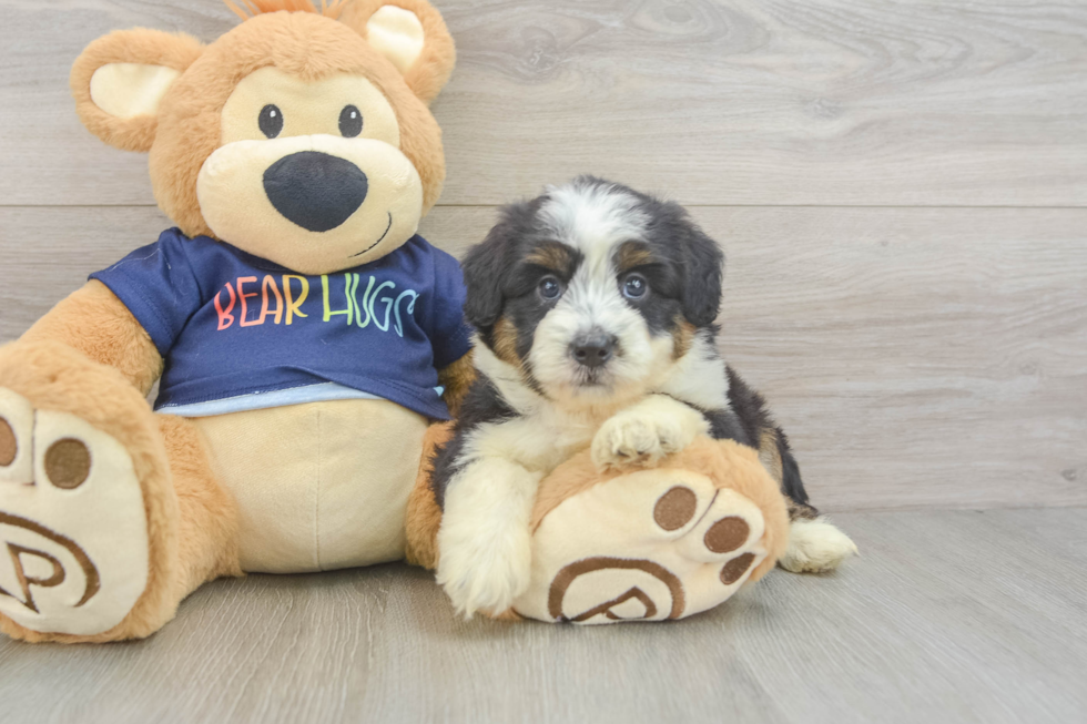 Best Mini Aussiedoodle Baby