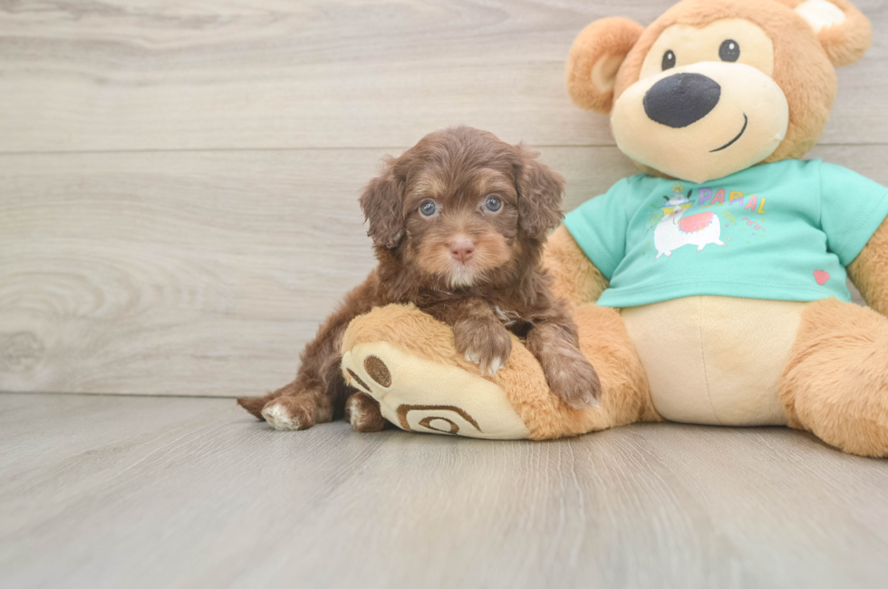6 week old Mini Aussiedoodle Puppy For Sale - Premier Pups