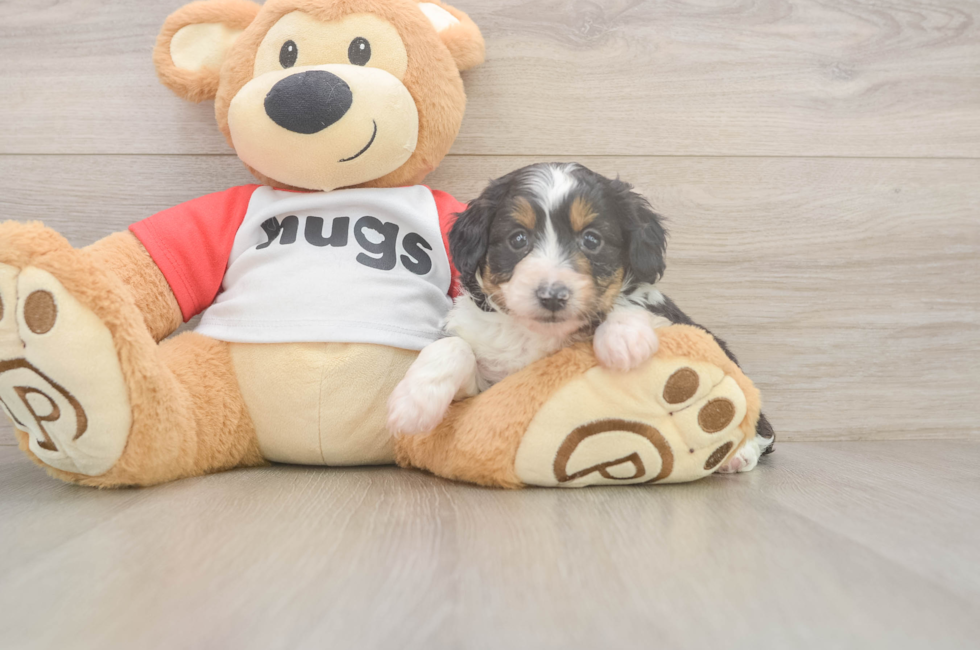5 week old Mini Aussiedoodle Puppy For Sale - Premier Pups