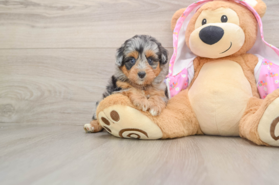 Best Mini Aussiedoodle Baby