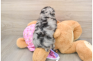 Energetic Aussiepoo Poodle Mix Puppy