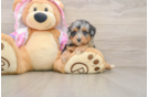 Small Mini Aussiedoodle Baby