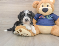 8 week old Mini Aussiedoodle Puppy For Sale - Premier Pups