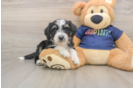 Petite Mini Aussiedoodle Poodle Mix Pup