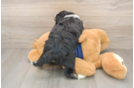 Popular Mini Aussiedoodle Poodle Mix Pup