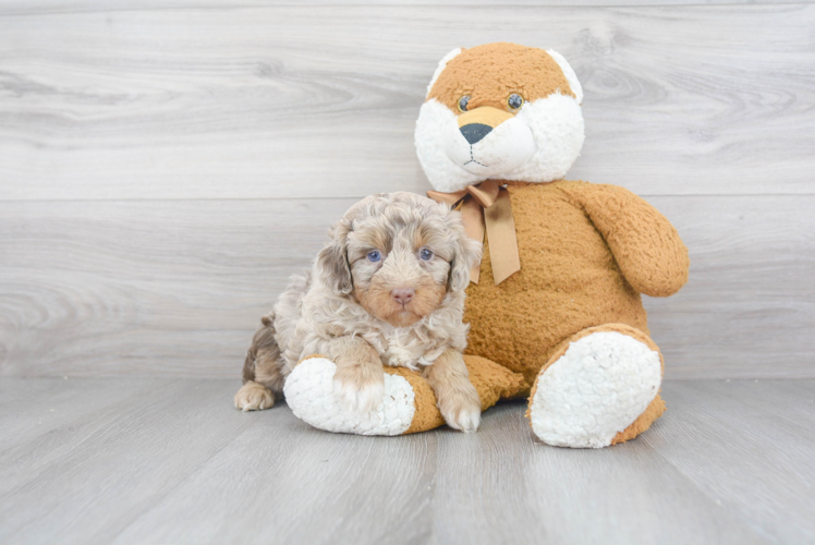 Popular Mini Aussiedoodle Poodle Mix Pup