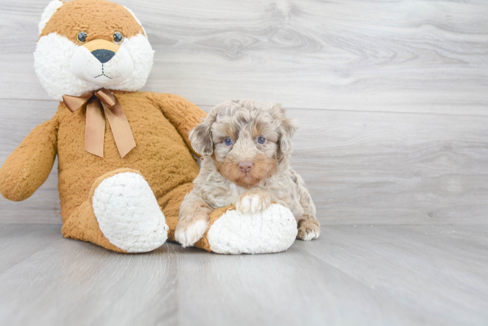 Mini Aussiedoodle Pup Being Cute