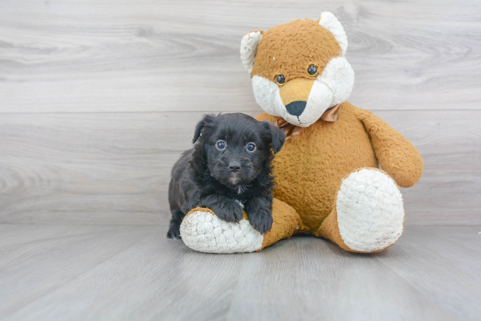 Mini Aussiedoodle Pup Being Cute