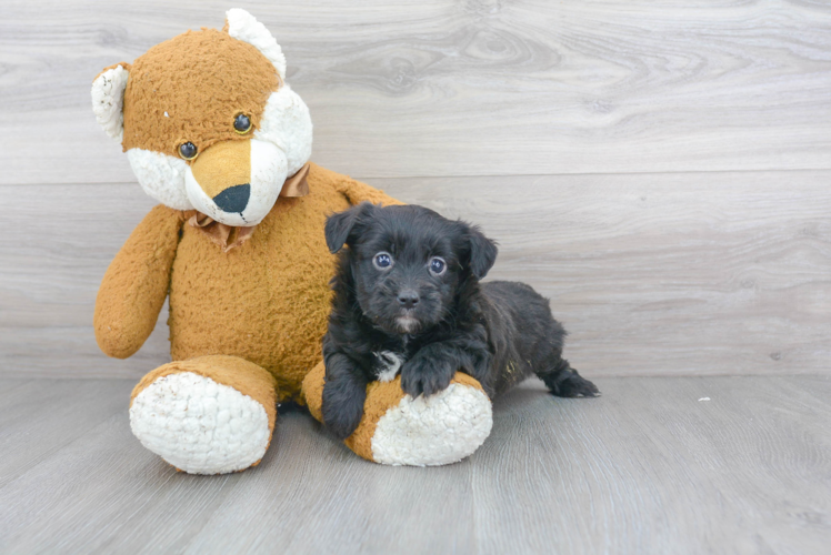 Cute Mini Aussiedoodle Baby