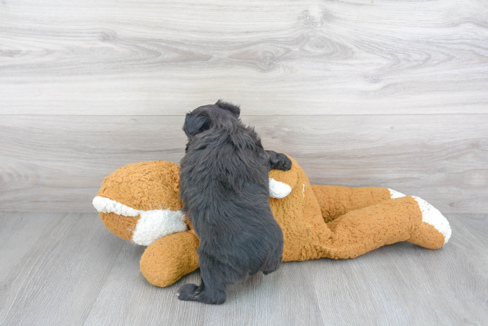 Little Aussiepoo Poodle Mix Puppy