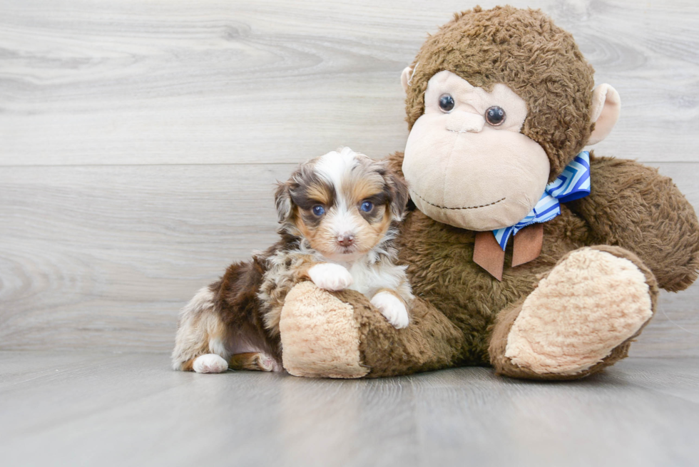 Mini Aussiedoodle Pup Being Cute