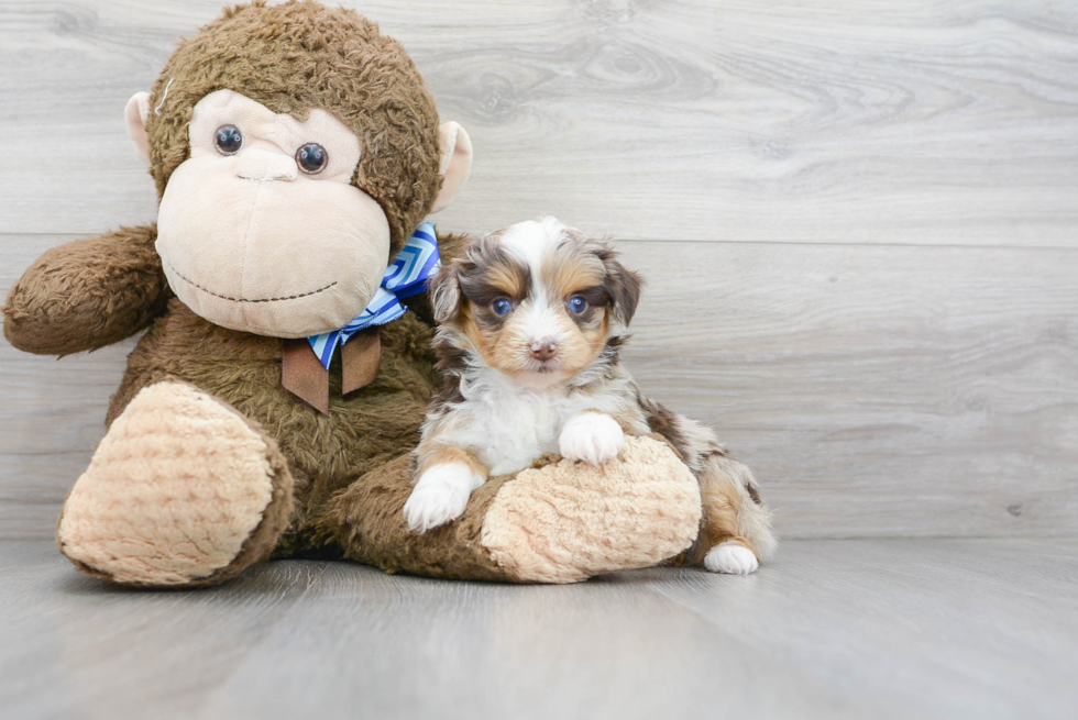 Smart Mini Aussiedoodle Poodle Mix Pup