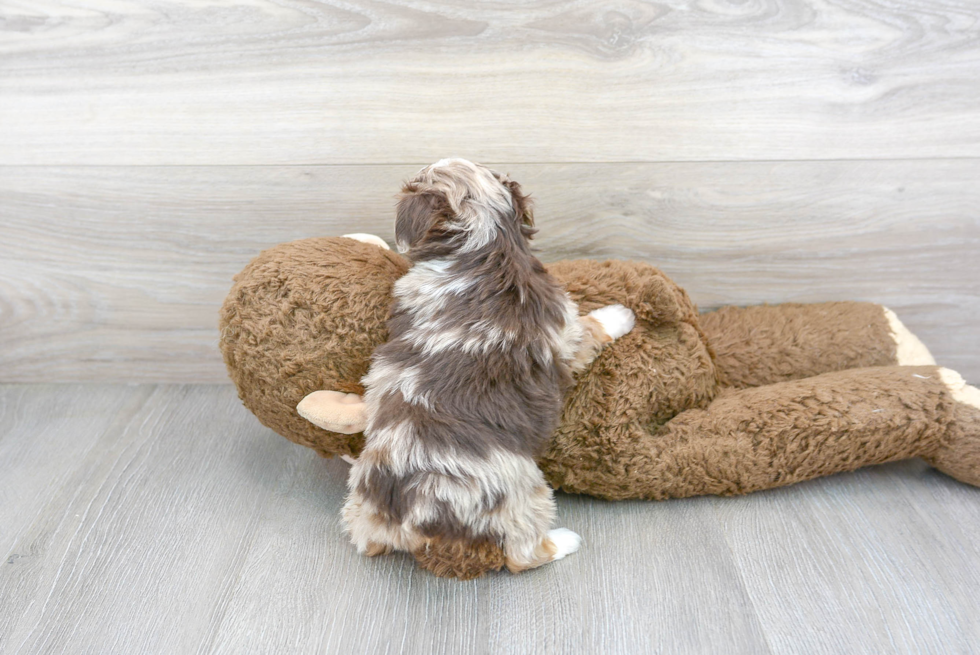 Small Mini Aussiedoodle Baby