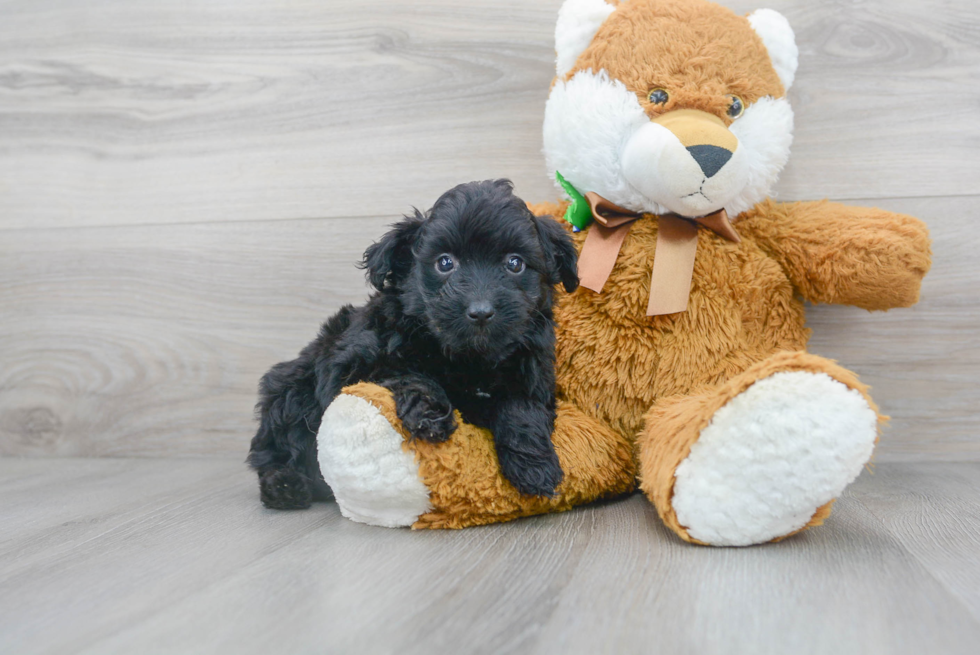 Funny Mini Aussiedoodle Poodle Mix Pup