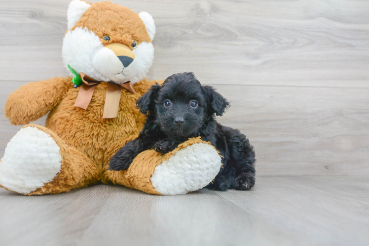 Best Mini Aussiedoodle Baby