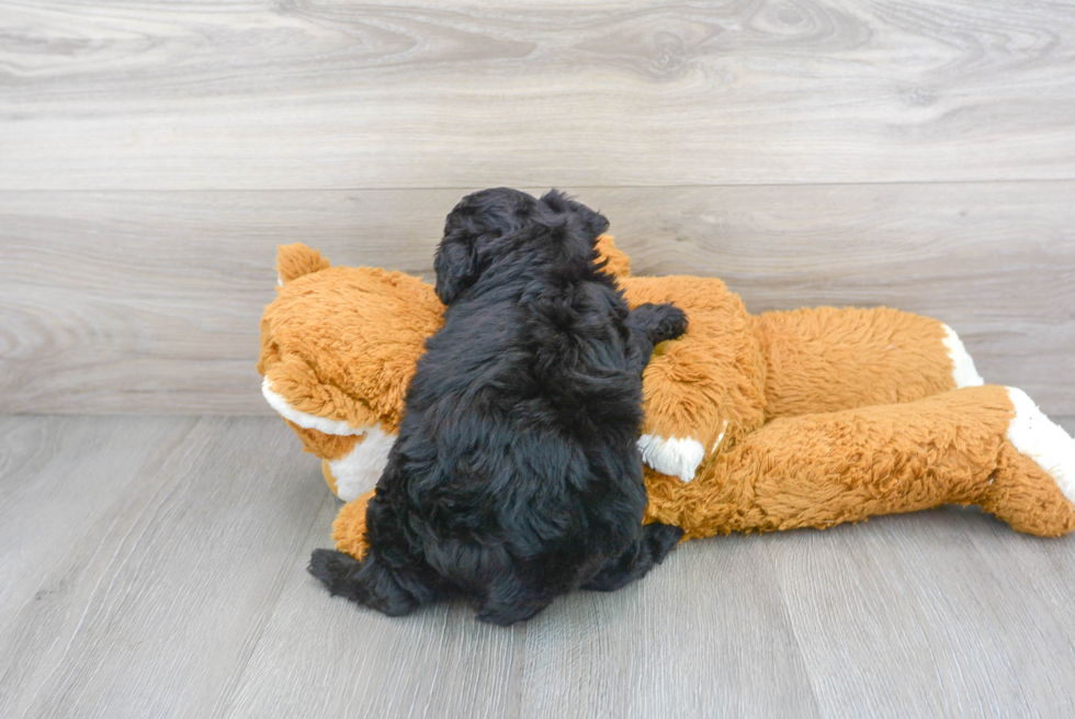 Mini Aussiedoodle Pup Being Cute