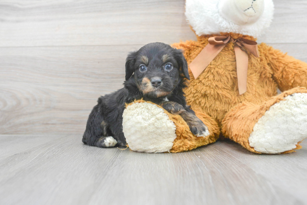 Energetic Aussiepoo Poodle Mix Puppy