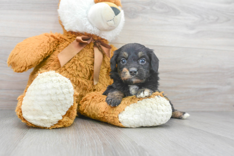 Best Mini Aussiedoodle Baby