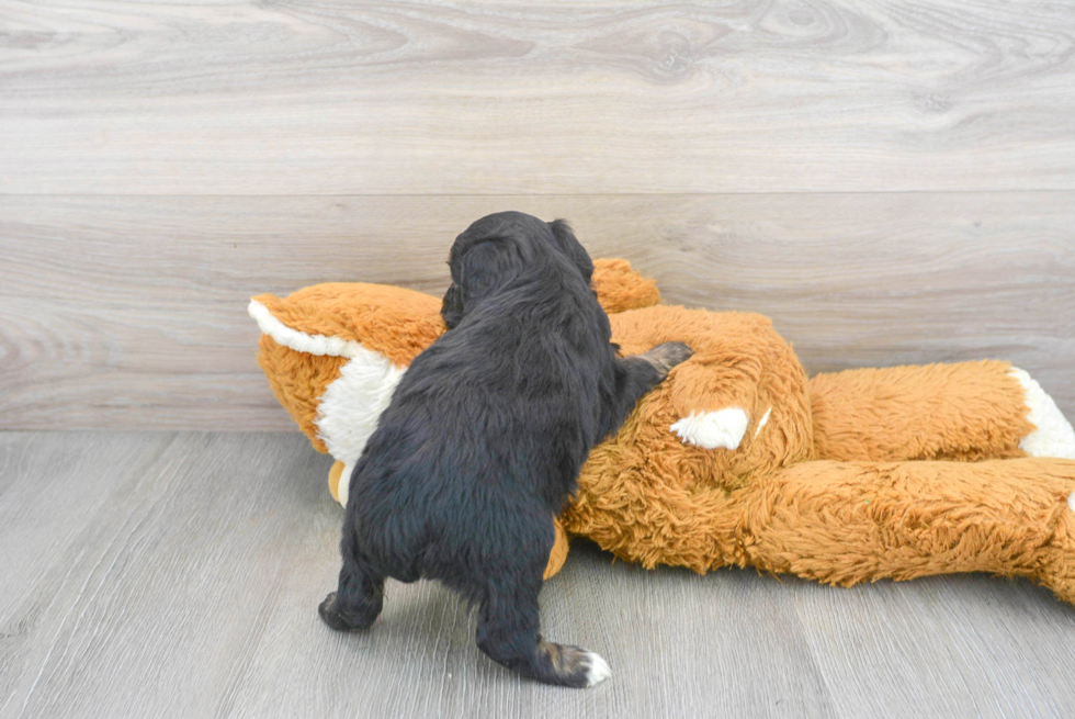 Mini Aussiedoodle Pup Being Cute