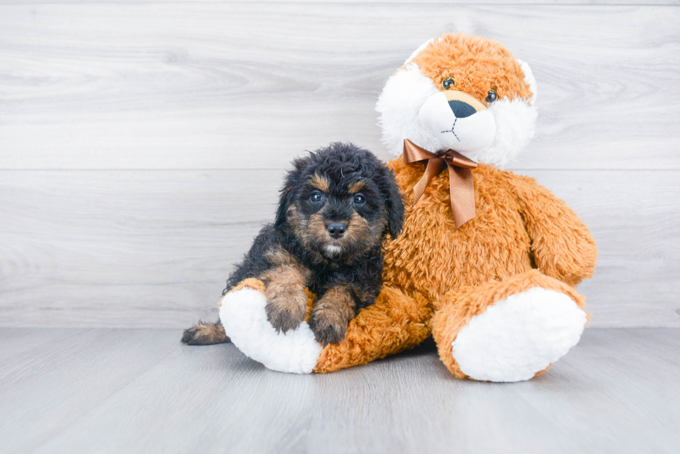 Adorable Aussiepoo Poodle Mix Puppy