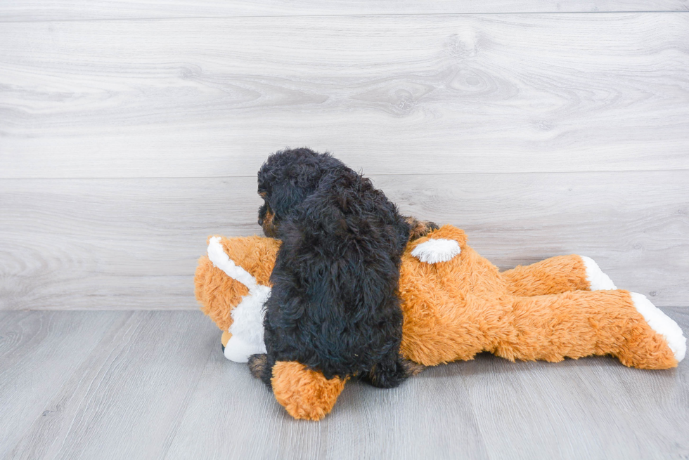 Fluffy Mini Aussiedoodle Poodle Mix Pup