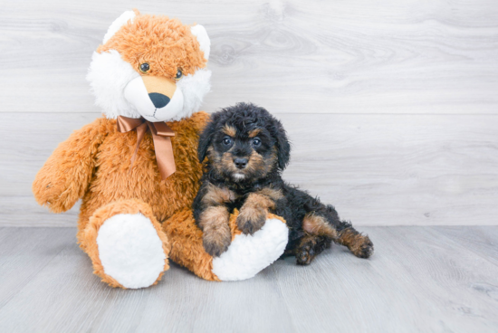 Mini Aussiedoodle Pup Being Cute