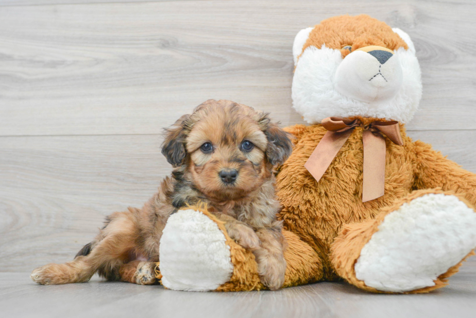 Best Mini Aussiedoodle Baby