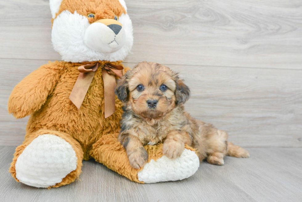 Sweet Mini Aussiedoodle Baby