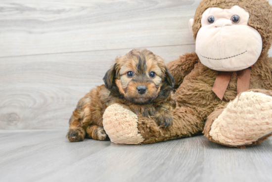 Small Mini Aussiedoodle Baby