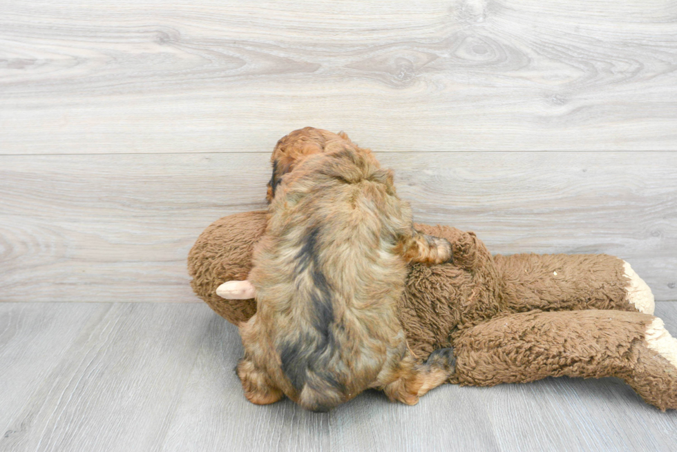 Sweet Mini Aussiedoodle Baby