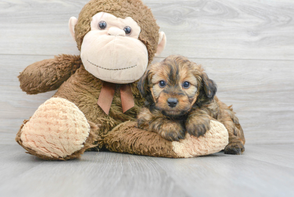 Mini Aussiedoodle Puppy for Adoption