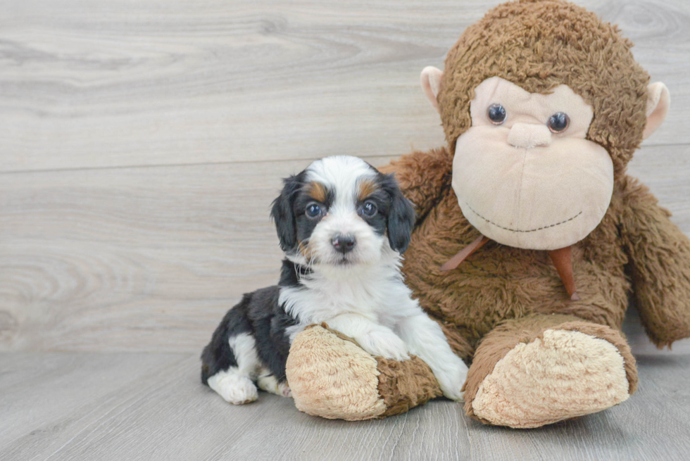 Mini Aussiedoodle Pup Being Cute