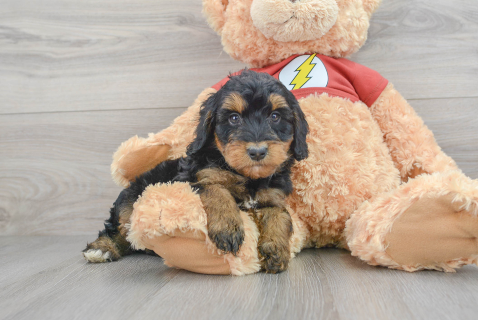 Petite Mini Aussiedoodle Poodle Mix Pup