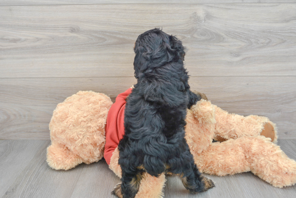 Playful Aussiepoo Poodle Mix Puppy