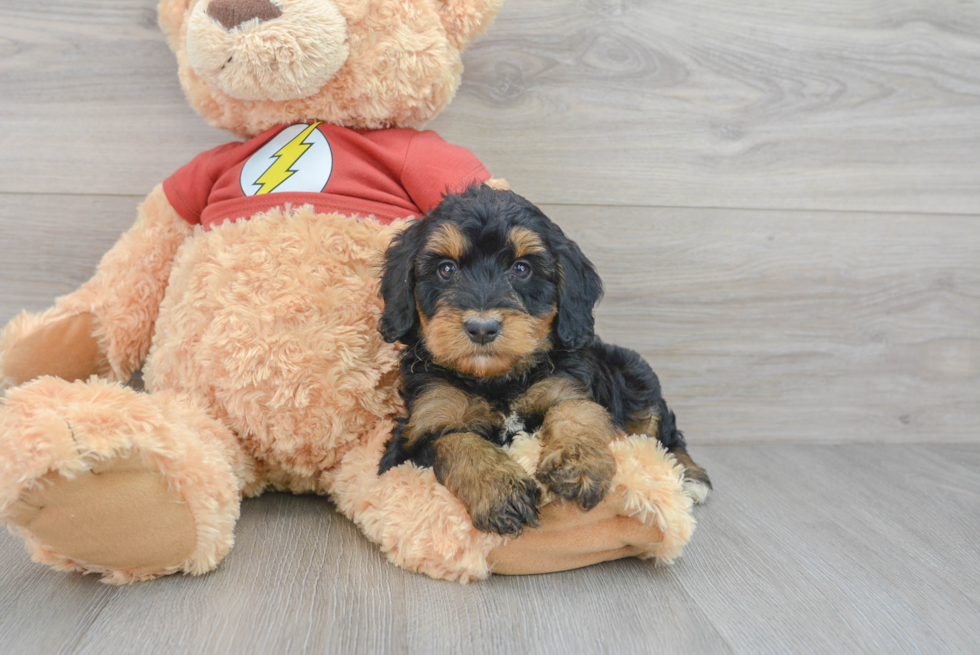 Sweet Mini Aussiedoodle Baby